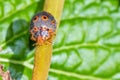 Orange ring-spotted Ladybug Royalty Free Stock Photo