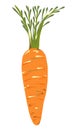 Orange ripe carrot, green stem. Vegetable, food Royalty Free Stock Photo