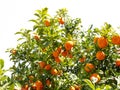 Orange ripe mandarines fruits on tree branch isolated