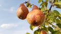 Orange ripe pears are hanging on tree branches