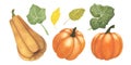 Set Ripe pumpkin and leaves watercolor isolated on white. Autumn thanksgiving harvest illustration. Art for design Royalty Free Stock Photo