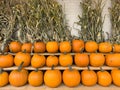 Pumpkins in a row on wooden shelf, fall display