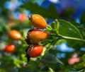 Orange ripe rose hips in the garden