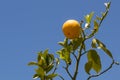 Orange Ripening on Branch Royalty Free Stock Photo