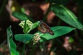 Monarch Butterfly laying eggs on a common milkweed plant. Royalty Free Stock Photo