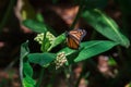 Monarch Butterfly laying eggs on a common milkweed plant. Royalty Free Stock Photo