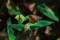 Monarch Butterfly laying eggs on a common milkweed plant. Royalty Free Stock Photo