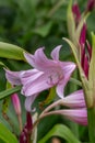 Orange River lily Crinum bulbispermum, pink flower