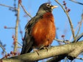 Orange Robin Perched on a Branch