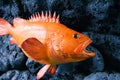 Orange rock fish swimming along the black rocks at the Alaska Sealife Center in Seward Alaska