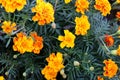 Orange romantic flower wallpaper on garden
