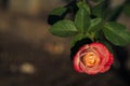 Orange romantic roses. Floral background with soft focus. Colorful rose wall background. bouquet, water drops, copy space,