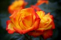 Orange romantic roses