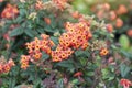 Orange rondeletia odorata or fragrant panama rose flower with sunlight in the garden on nature background. Royalty Free Stock Photo