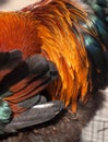 Orange rooster feathers Royalty Free Stock Photo