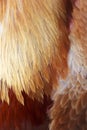 orange rooster feathers of various shapes Royalty Free Stock Photo