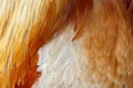 Orange rooster feathers of various shapes Royalty Free Stock Photo