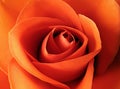 Orange rose Royalty Free Stock Photo