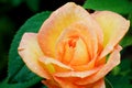 Orange rose