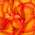 Orange Rose Royalty Free Stock Photo