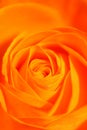 Orange rose Royalty Free Stock Photo