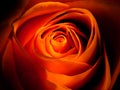 Orange Rose Royalty Free Stock Photo