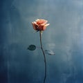 Orange Rose Against Bluegray Clouds: A Captivating Analog Photograph