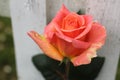 Orange rose Royalty Free Stock Photo