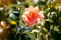 Orange rose on a background of  green park. Orange rose closeup on a bush in the park Royalty Free Stock Photo