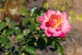 Orange rose on a background of green park. Orange rose  closeup on a bush in the park Royalty Free Stock Photo