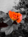 Orange rose beauty in splash Royalty Free Stock Photo