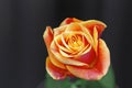 Orange rose Royalty Free Stock Photo