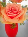 orange rose bloom in bright orange vase Royalty Free Stock Photo