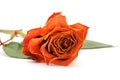 Orange rose bloom with faded petals Royalty Free Stock Photo