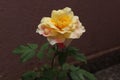 Orange rose bloom with green leaves Royalty Free Stock Photo