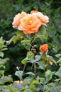 Orange rose blooming in the the backyard