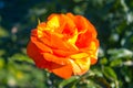 Orange rose blooming on the green nature background