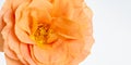Orange rose blossom heart with rain drops macro on white background Royalty Free Stock Photo