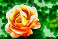 Orange rose on a blurred background, Art Inspirations Royalty Free Stock Photo