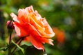 Orange rose, bokeh