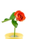 Orange rose on branch in a yellow pot Royalty Free Stock Photo