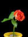 Orange rose on branch in a yellow pot, close up Royalty Free Stock Photo