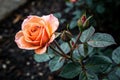 Orange Rose Bud in Full Bloom Royalty Free Stock Photo
