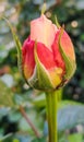 Orange rose bud in the garden. Royalty Free Stock Photo