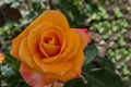 Orange rose bush in bloom at natural outdoor garden, district Drujba Royalty Free Stock Photo