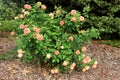 Orange rose bush Royalty Free Stock Photo