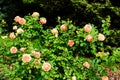 Orange rose bush Royalty Free Stock Photo