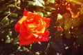 orange rose Bush Royalty Free Stock Photo