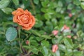 Orange rose on a bush, top view Royalty Free Stock Photo