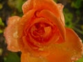 Orange rose called Queen Margarete
